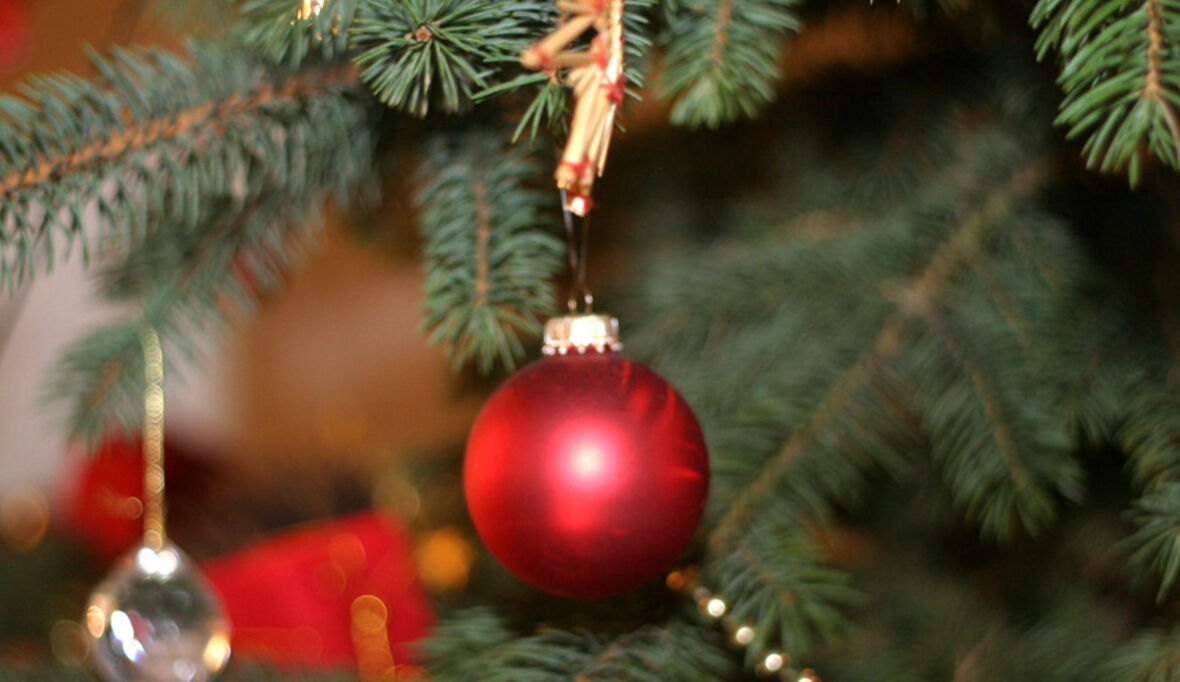 Jeder zweite Weihnachtsbaum mit Pestiziden belastet