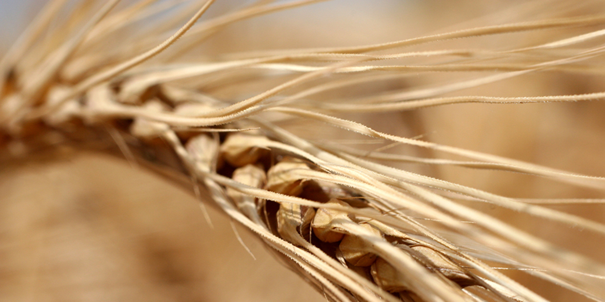 Nachhaltigkeitsrat fordert neue EU-Agrarpolitik