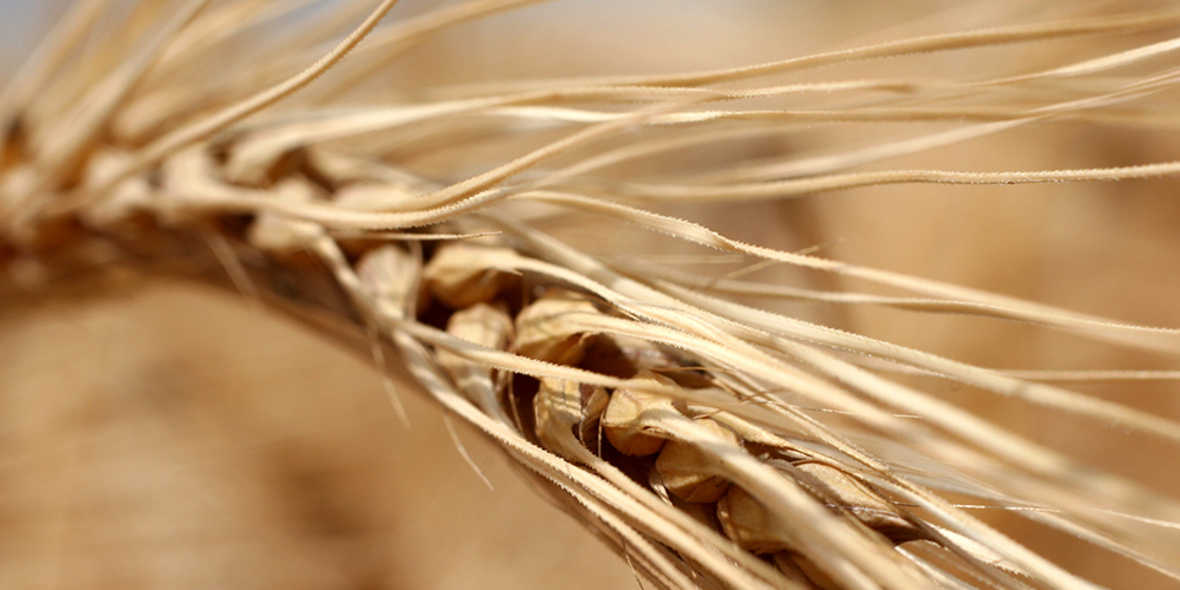 CO2-Emissionen: Millionen droht Eiweißmangel