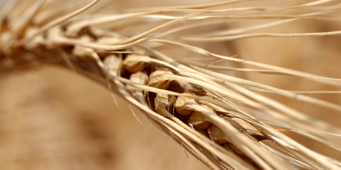 Forscher lassen virtuelles Getreide im Computer wachsen