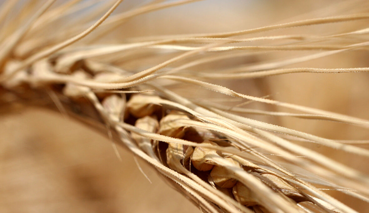 Nachhaltigkeitsrat fordert neue EU-Agrarpolitik