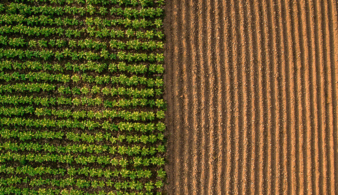 Wie Klimaberichtspflichten die Lebensmittelbranche zwingen, die Landwirtschaft neu zu denken