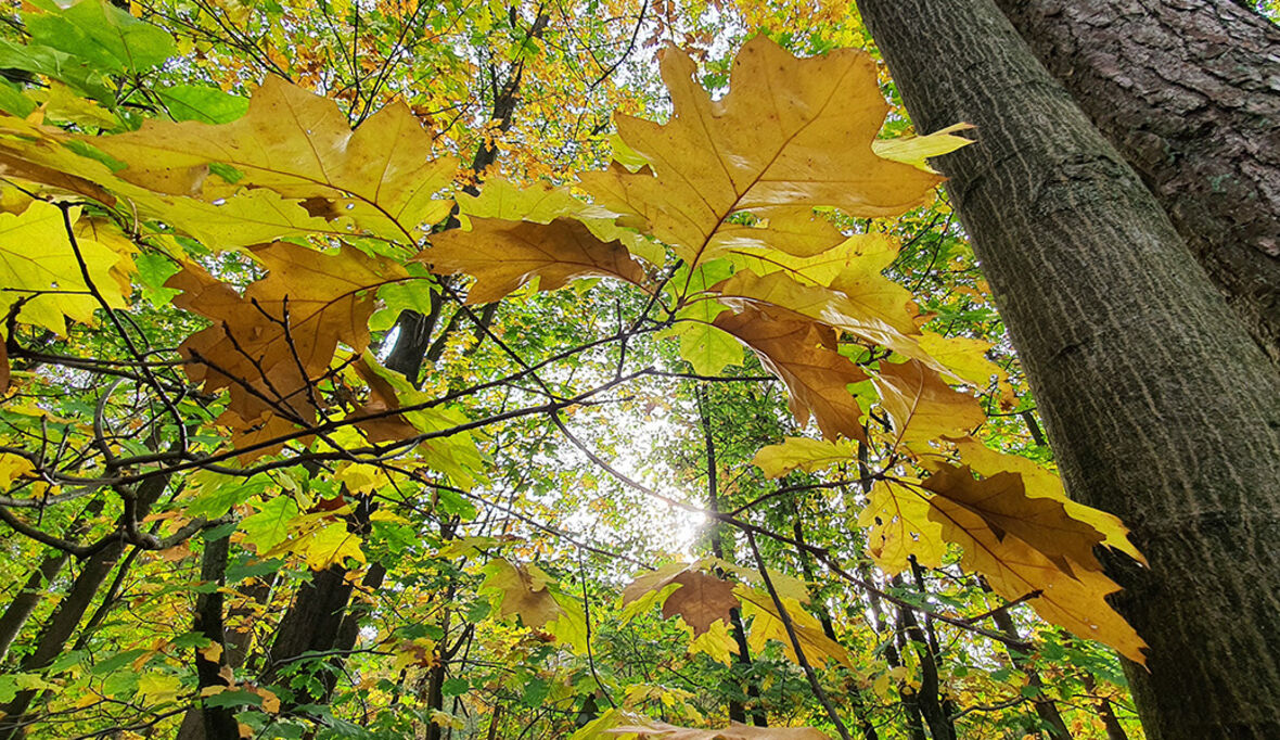 Konflikte um den Wald der Zukunft: Wie konstruktive Lösungen gelingen