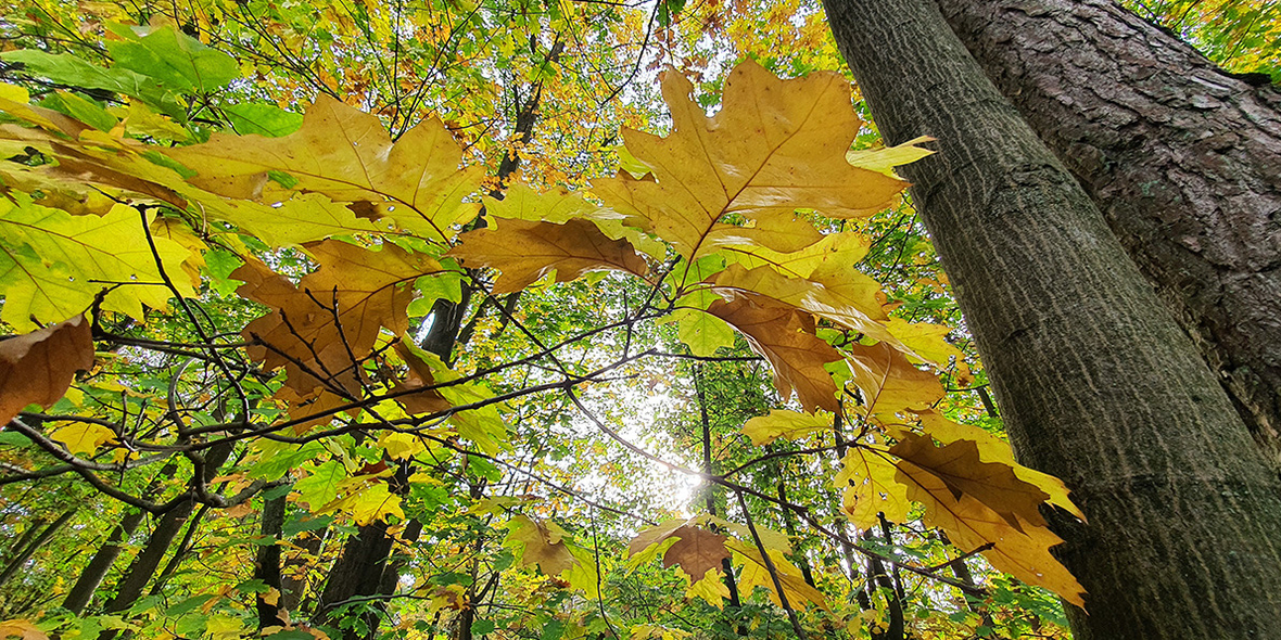 Wiederaufforstung zahlt sich aus: Zwölf Euro Gemeinwohlwert pro investiertem Euro