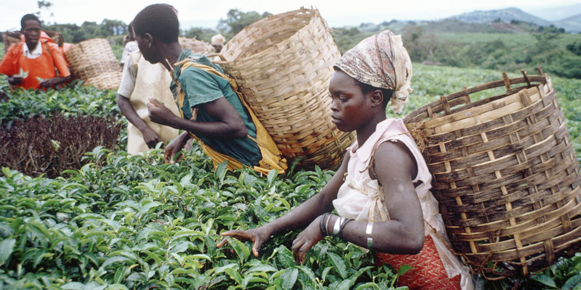 UTZ Certified veröffentlicht neuen Code of Conduct