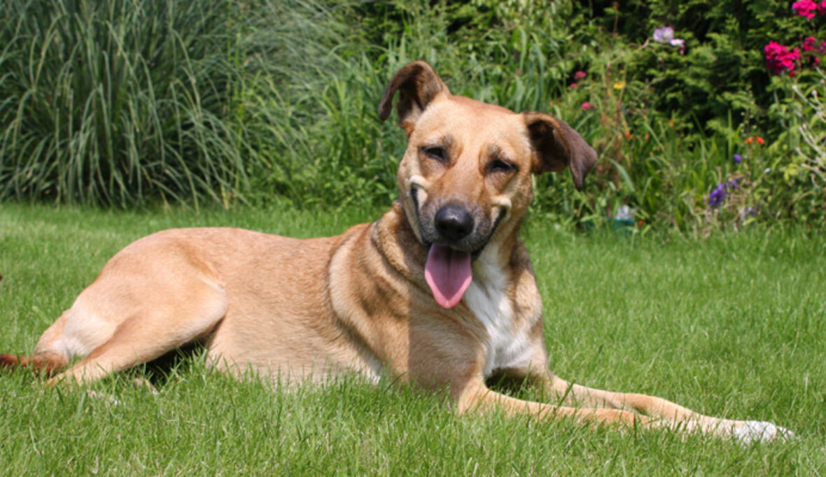 Gegen Hunde-Überzüchtung und illegalen Welpenhandel