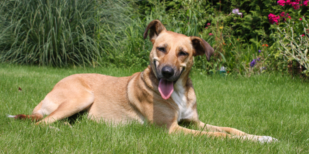 Gegen Hunde-Überzüchtung und illegalen Welpenhandel