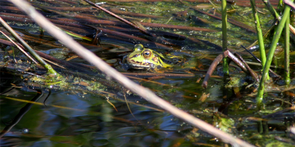 Trockenheit und Hitzewellen bedrohen Moore