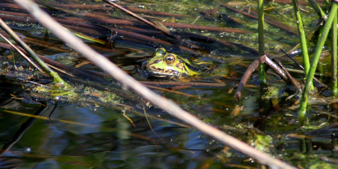 Künftige Gefahren für die Biodiversität