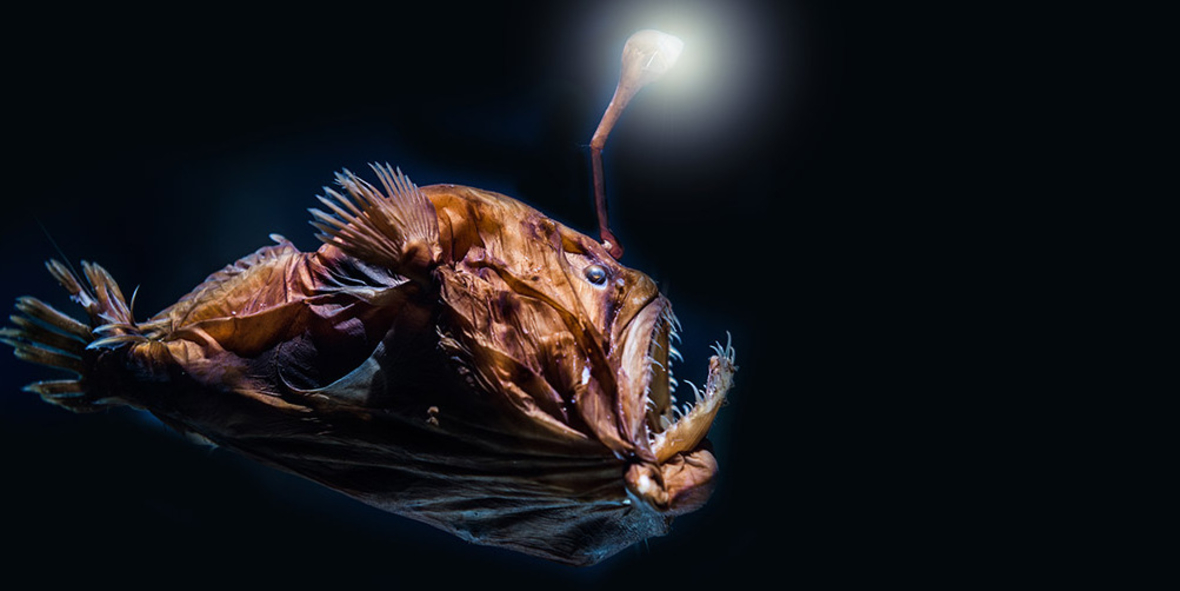 Norwegen stoppt umstrittenen Tiefseebergbau in der Arktis – vorerst