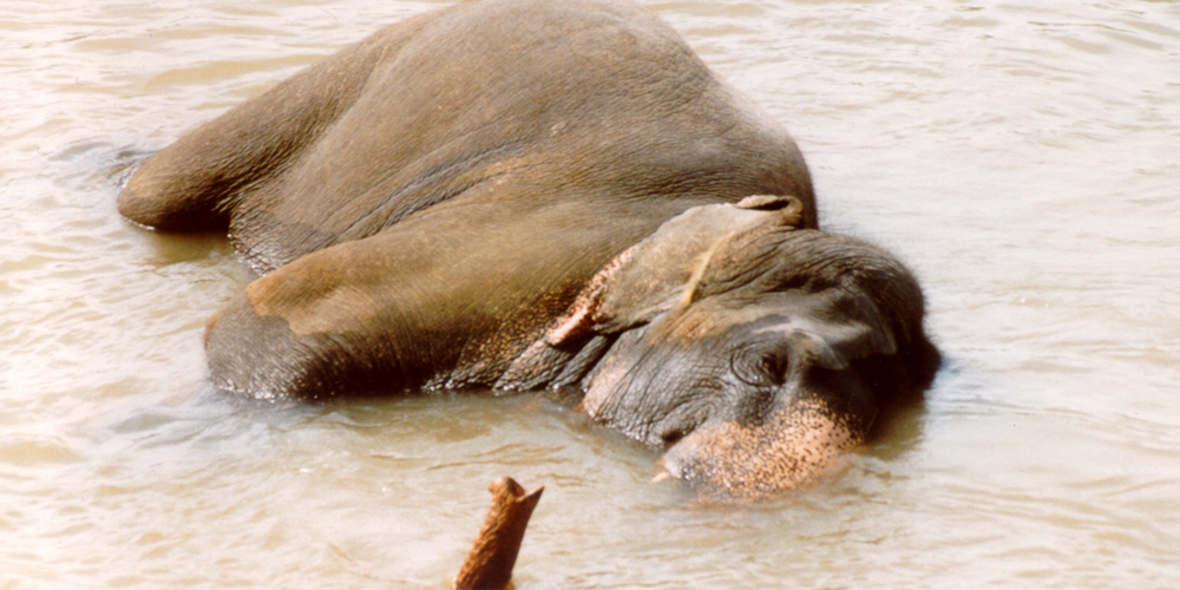 NABU zieht Bilanz zur CITES-Konferenz