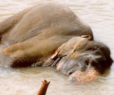 Quelle des Lebens für Millionen: Wie Angolas Feuchtgebiete endlich die Anerkennung bekommen, die sie verdienen