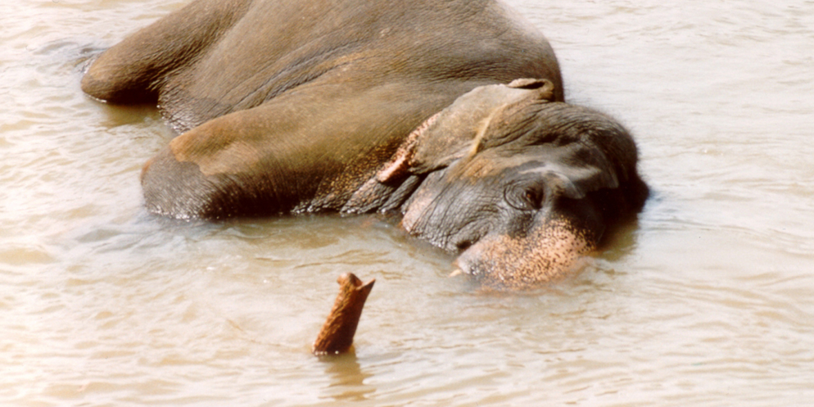 20 Jahre PETA Deutschland