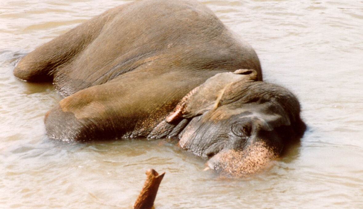 NABU zieht Bilanz zur CITES-Konferenz