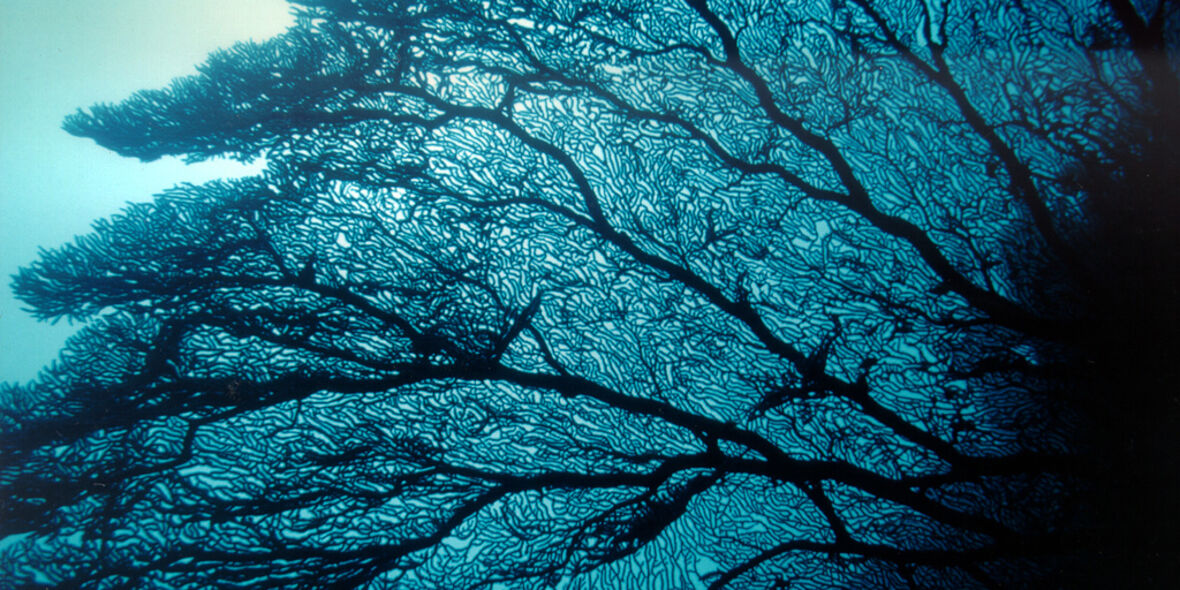 Goldrausch in der Tiefsee: „Sie wollen alles haben, nur nicht die Folgen“