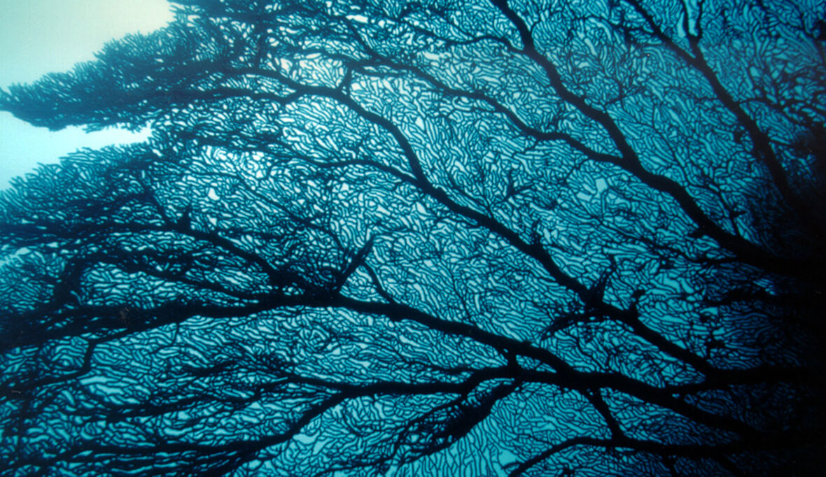 Goldrausch in der Tiefsee: „Sie wollen alles haben, nur nicht die Folgen“