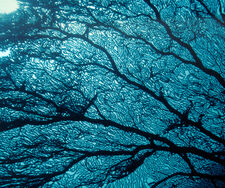 Goldrausch in der Tiefsee: „Sie wollen alles haben, nur nicht die Folgen“