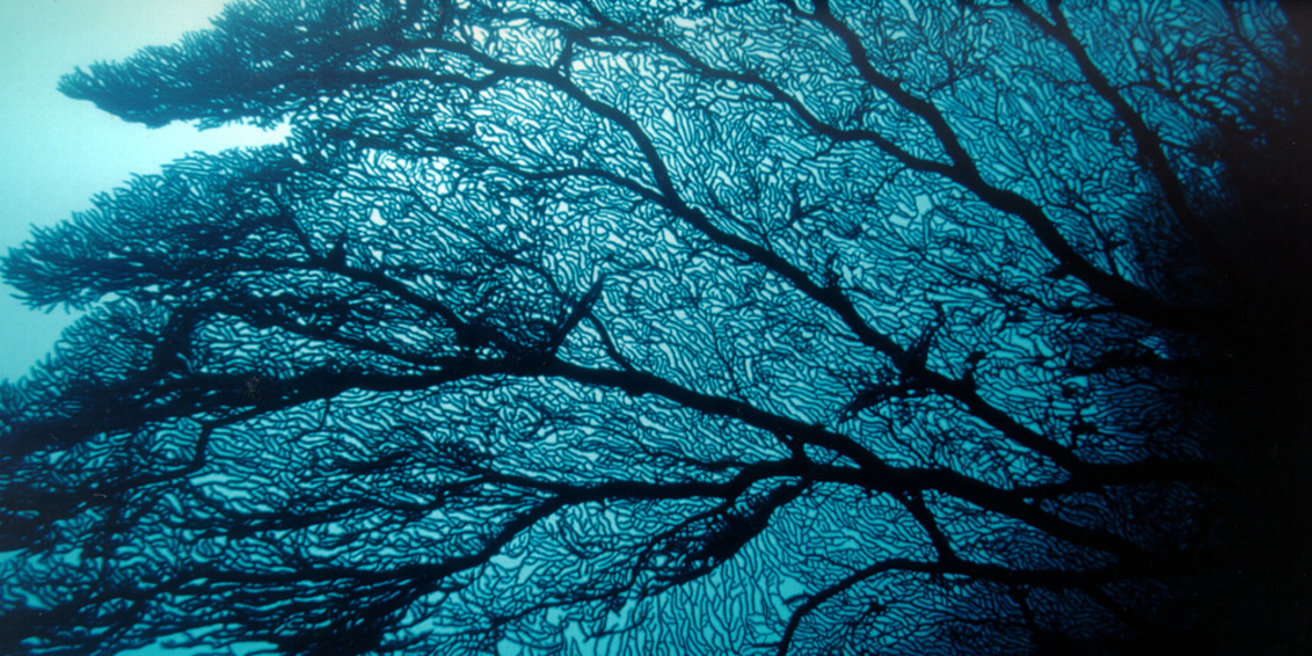 Innovation für weniger Plastikmüll in den Meeren