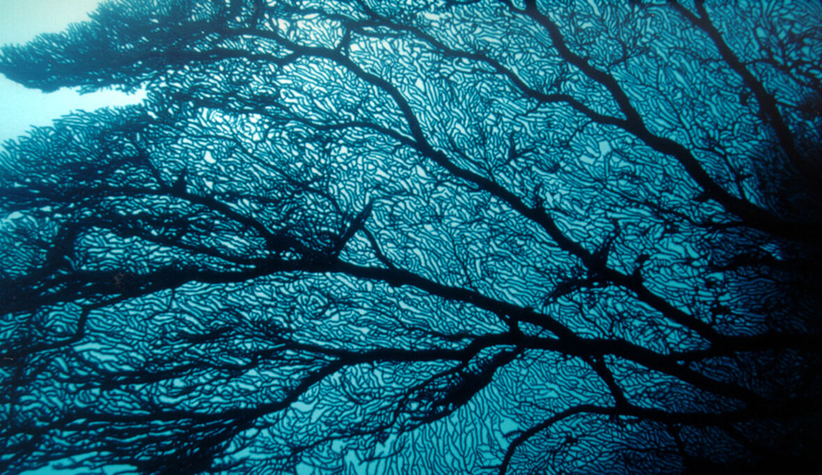 Innovation für weniger Plastikmüll in den Meeren