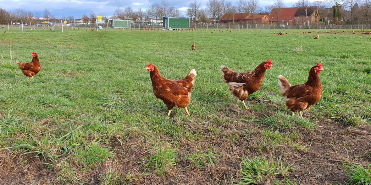 Ein Drittel des Welteiweißes: Tierhaltung im Wandel