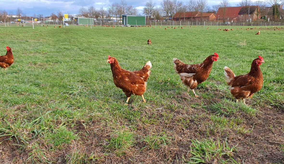 Ein Drittel des Welteiweißes: Tierhaltung im Wandel
