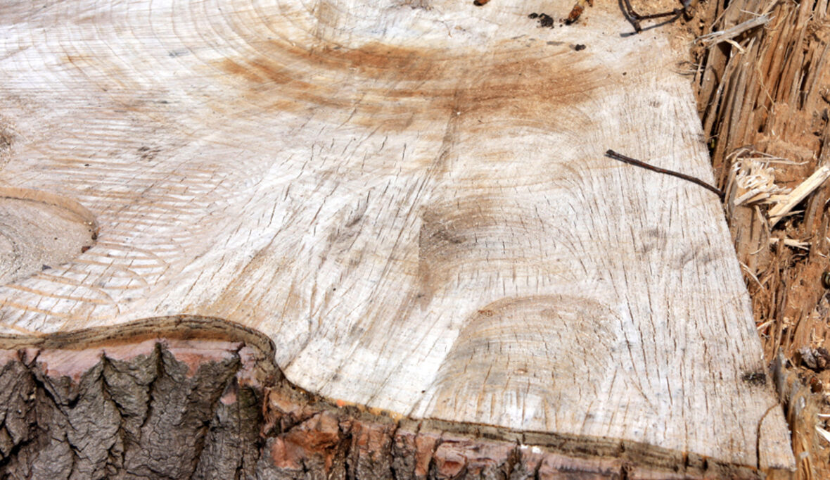 Built by Nature fördert Know-how und Awareness für Holzbau bei Investoren