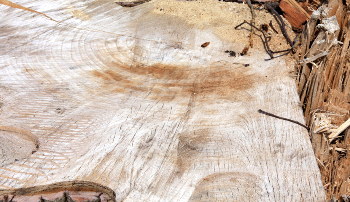 Nachhaltigkeit – ein Begriff geht um die Welt