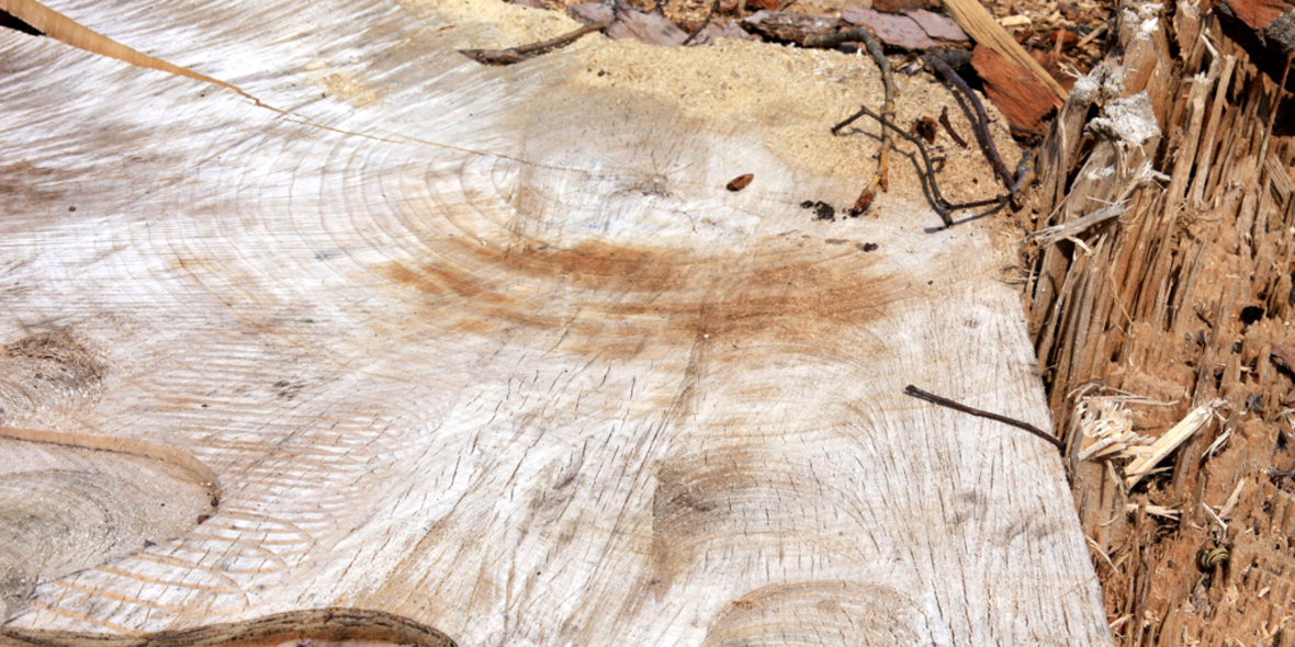 Holz ersetzt Erdöl künftig als Chemierohstoff