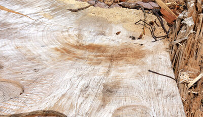 Holz ersetzt Erdöl künftig als Chemierohstoff