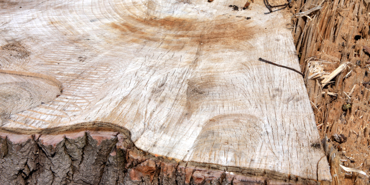 Built by Nature fördert Know-how und Awareness für Holzbau bei Investoren
