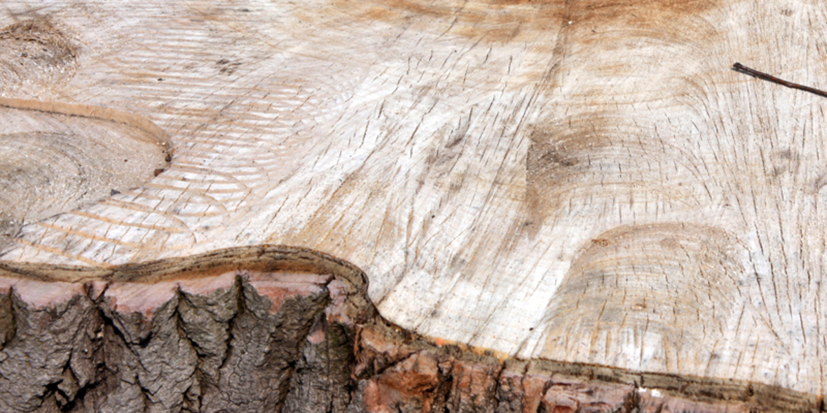 Holzbasierte Computerchips biologisch abbaubar