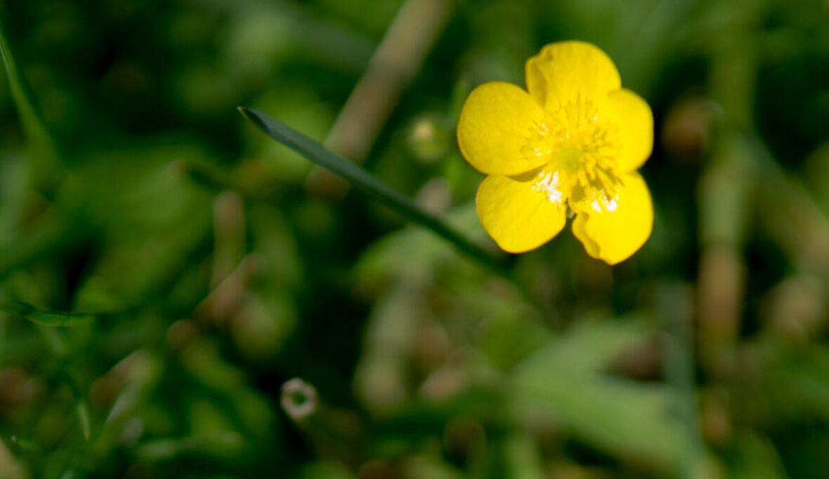 Nachhaltigkeit im Garten