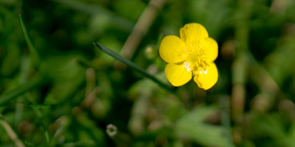 Naturfinanzierung und Geschlechterdaten: Warum beides zusammengehört, um die globalen Biodiversitätsziele zu erreichen