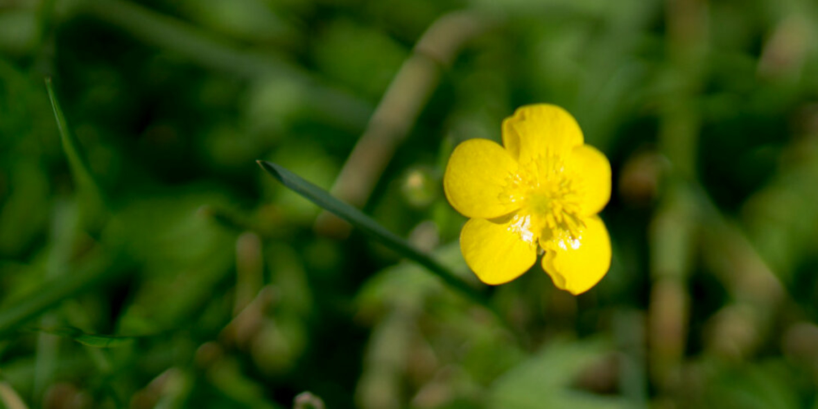 Die Bilanz der biologischen Vielfalt 