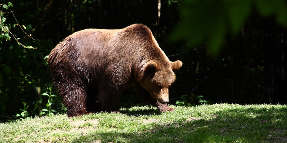 Wildes Kanada: Tierbegegnungen und Naturschutzprojekte