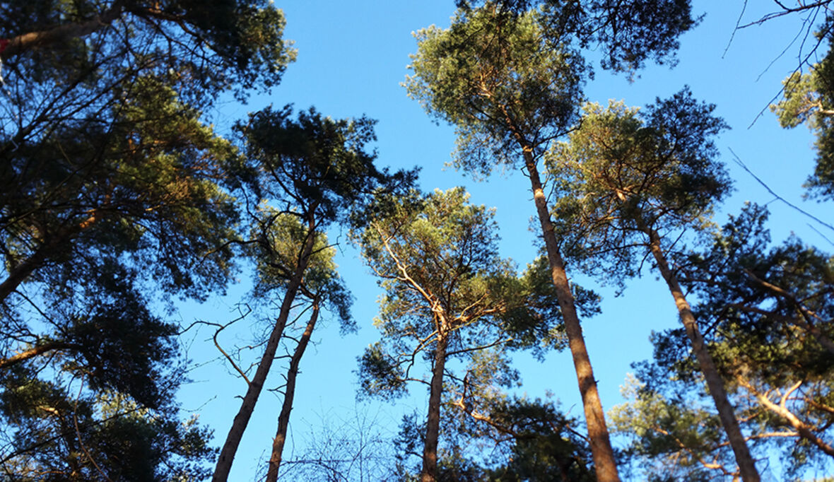 „Die Rolle von Wäldern im Klimaschutz wird zu optimistisch eingeschätzt“
