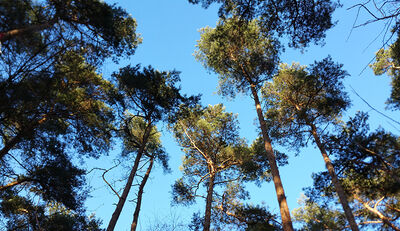 Netto fordert strenges EU-Gesetz zum Stopp der globalen Entwaldung