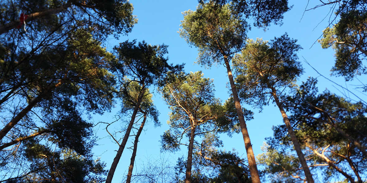 „Die Rolle von Wäldern im Klimaschutz wird zu optimistisch eingeschätzt“