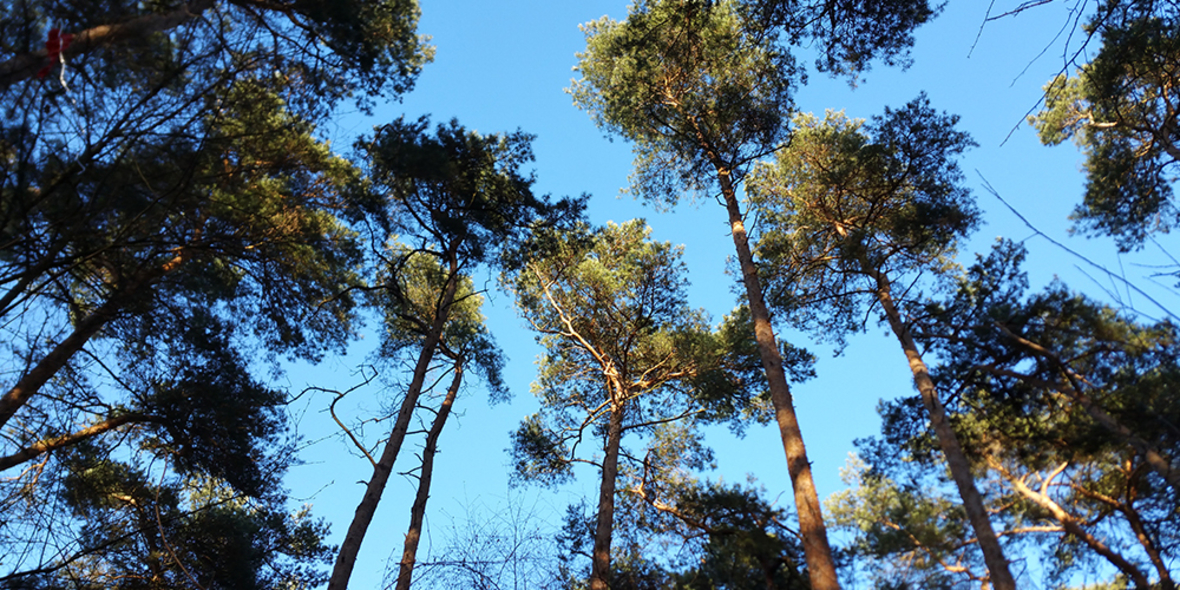 Forschungsprojekt zur Zukunft der Wälder startet