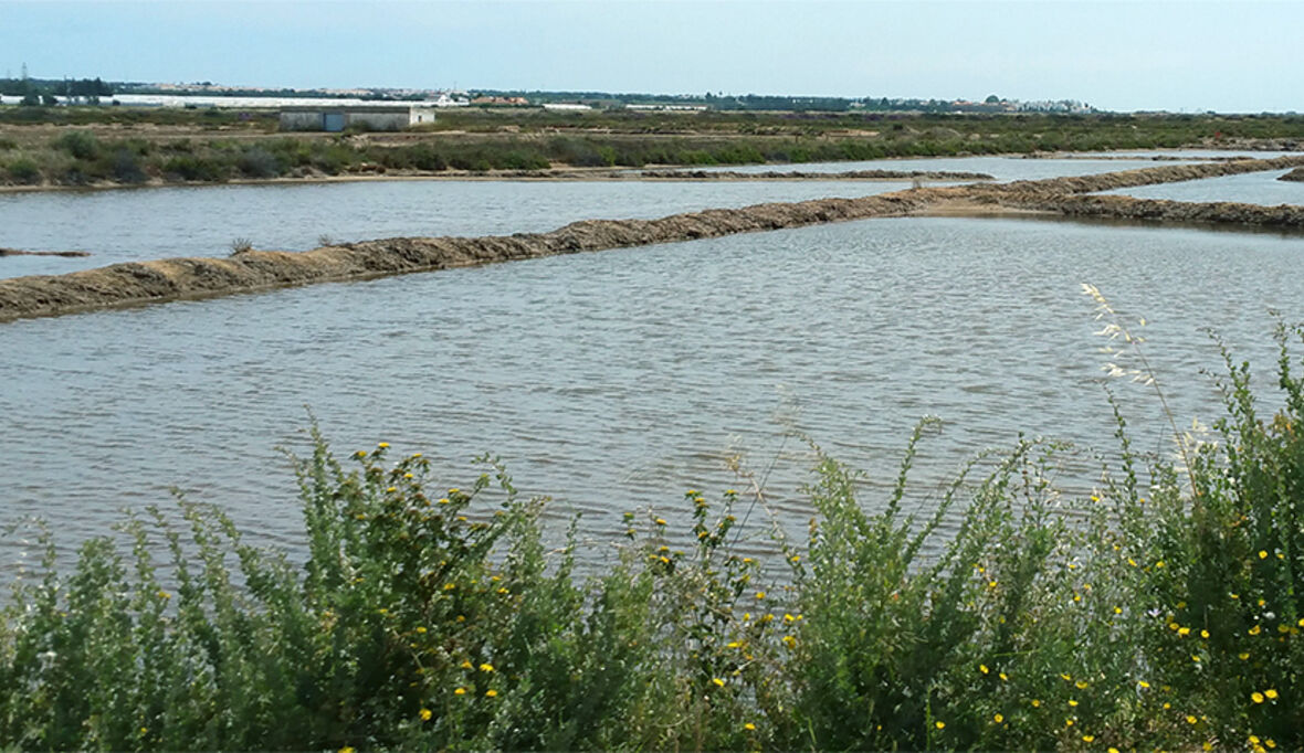 Wenn Salzwiesen zu Klimahelden werden