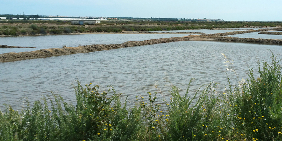 Wenn Salzwiesen zu Klimahelden werden