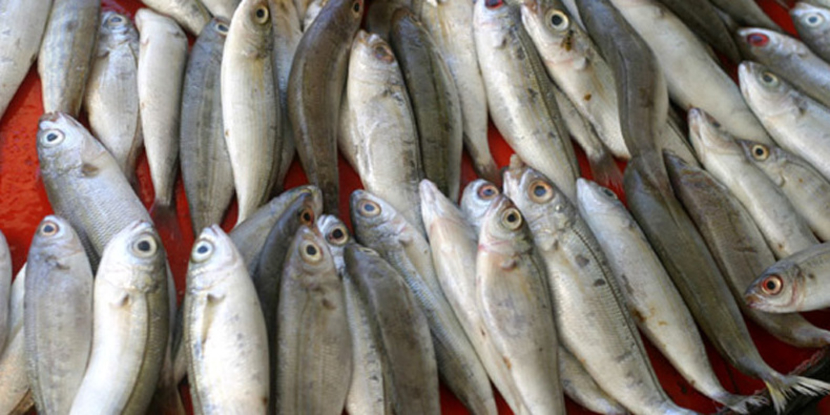 Fischkonsum: Nachhaltigkeit wichtiger als Preis