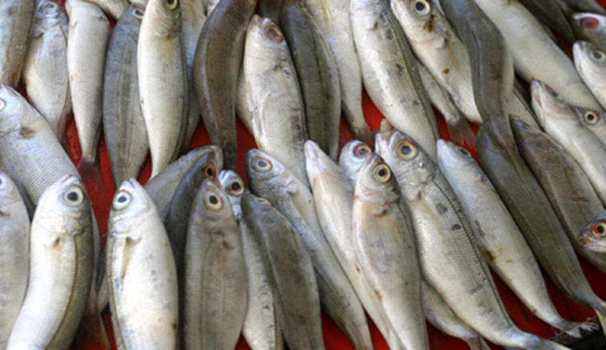 Bewusst und nachhaltig Fisch genießen – ein Ratgeber