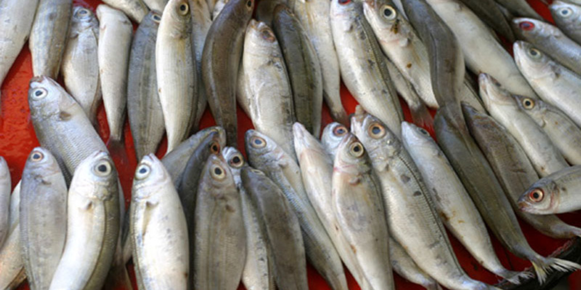 Wissensportal zur Aquakultur geht online