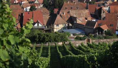 Weinbau, Tourismus und der Klimawandel
