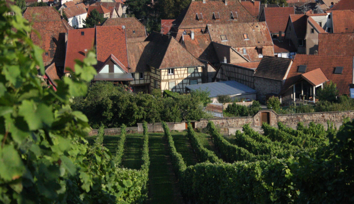 Erster Nachhaltigkeits-Standard für den deutschen Weinbau