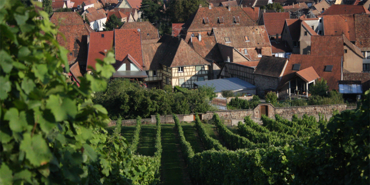 Weinbau, Tourismus und der Klimawandel
