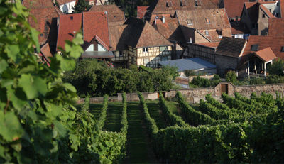 Weingüter streben CO2-neutrale Weinherstellung an