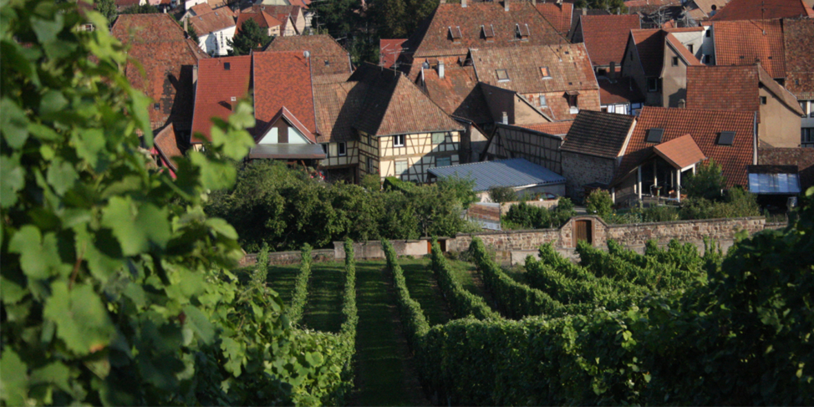 FairChoice-Nachhaltigkeitssiegels: Ein Fortschritt für einen nachhaltigen Weinsektor