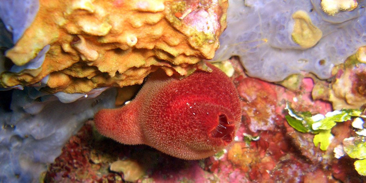 Weichmacher in Meerestieren gefunden